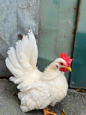 Gà Tre Thái Trắng Chân lùn. Mua bán Gà tại Huyện Hoài Đức Hà Nội được đăng bởi Nguyễn Đoàn