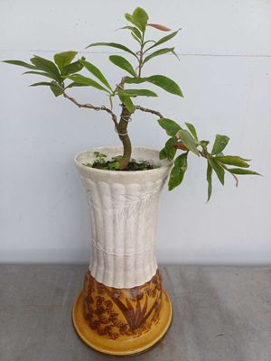 Tiểu phẩm chim én bay mai bonsai dảo zin để bàn. Mua bán Cây cảnh, đồ trang trí tại Quận Tân Bình Tp Hồ Chí Minh được đăng bởi Bonsai và Chậu xưa