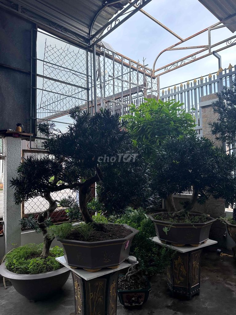 Cây Tùng Cảnh. Mua bán Cây cảnh, đồ trang trí tại Quận Ninh Kiều Cần Thơ được đăng bởi Lyna hình 1