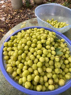 Chùm ruột 1kg Việt Nam. Mua bán Đồ ăn, thực phẩm và các loại khác tại Thành phố Thủ Đức Tp Hồ Chí Minh được đăng bởi Lê Thị Tịnh Hải