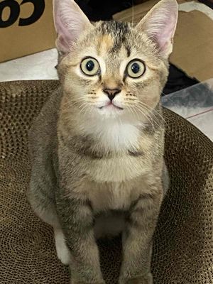 ALN Tabby. Mua bán Mèo tại Thành phố Thuận An Bình Dương được đăng bởi Nhân