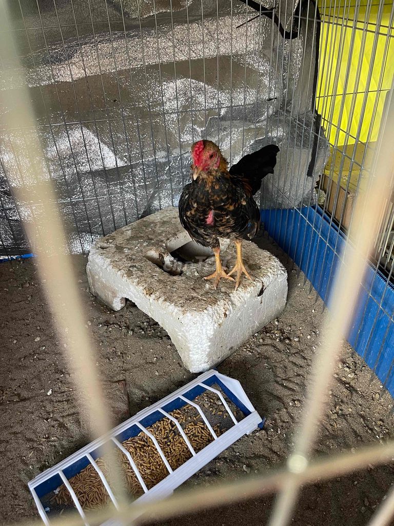 Gà tre trống 5 tháng. Mua bán Gà tại Huyện Thường Tín Hà Nội được đăng bởi Nguyễn Xuân Thủy hình 1