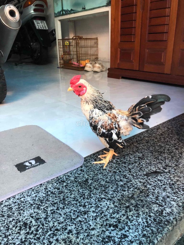 Gà Đa sắc. Mua bán Gà tại Huyện Nhà Bè Tp Hồ Chí Minh được đăng bởi LÊ VĂN GIÀU hình 1