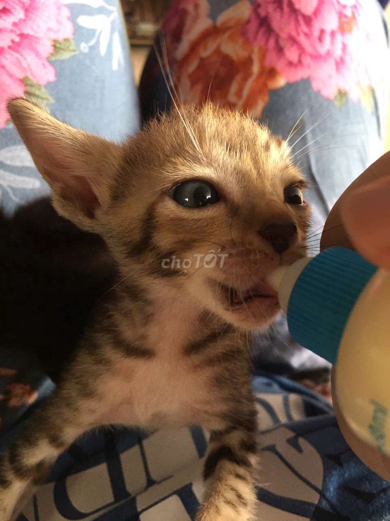 Mèo xinh ngoan yêu. Mua bán Mèo tại Thị xã Tân Uyên Bình Dương được đăng bởi Minh Tú hình 1