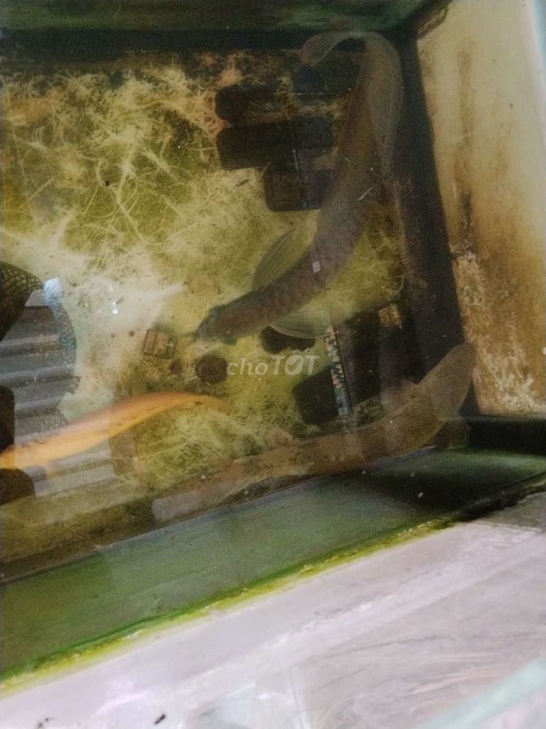 cá cửu sừng và ngân long. Mua bán Thú cưng khác tại Quận 4 Tp Hồ Chí Minh được đăng bởi Tuan Dat hình 1
