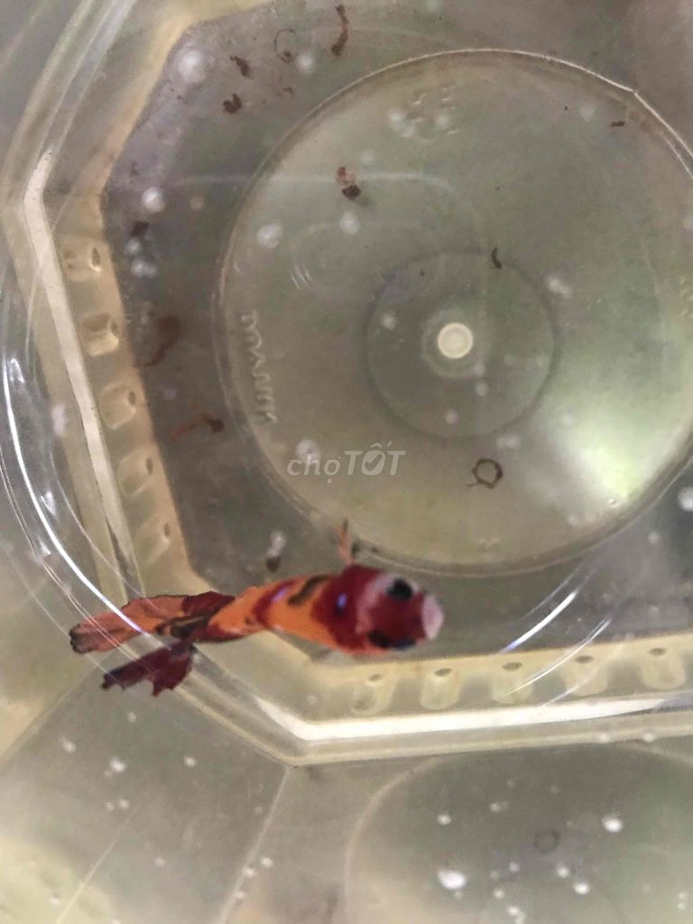 ca betta 4. Mua bán Thú cưng khác tại Huyện Trà Ôn Vĩnh Long được đăng bởi HỒNG THÚY hình 3