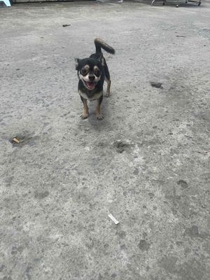 chó chihuahua blacktan.. Mua bán Chó tại Huyện Bình Chánh Tp Hồ Chí Minh được đăng bởi Nhựt hình 1