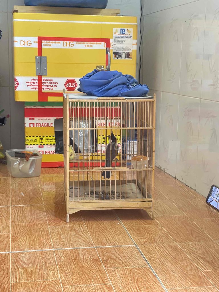 Chim chào mào mái. Mua bán Chim tại Huyện Bình Chánh Tp Hồ Chí Minh được đăng bởi Nguyễn Minh Tiến hình 1