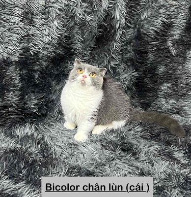 MÈO ANH LÔNG NGẮN CHÂN LÙN. Mua bán Mèo tại Thành phố Vũng Tàu Bà Rịa - Vũng Tàu được đăng bởi Vũ