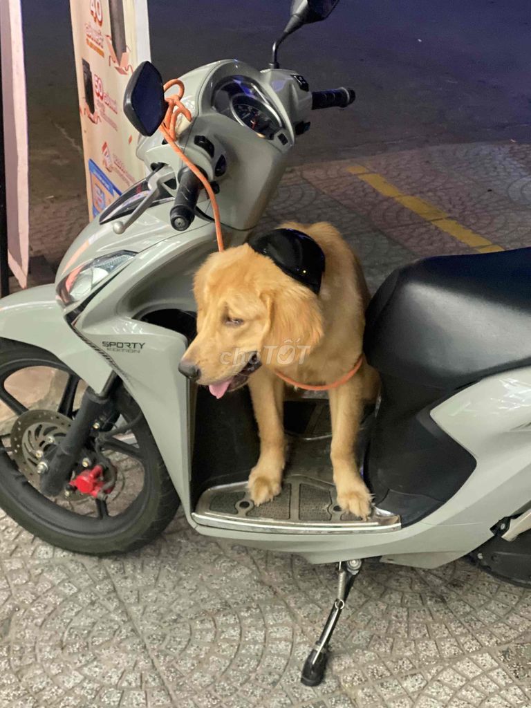 Chó Golden Retriever đực thuần chủng 10 tháng. Mua bán Chó tại Quận Hải Châu Đà Nẵng được đăng bởi Nguyễn Phạm Quốc Huy hình 2