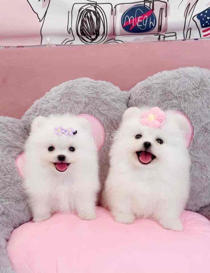 chó phốc sóc thuần chủng. Mua bán Chó tại Quận Hoàng Mai Hà Nội được đăng bởi nam anh hình 1