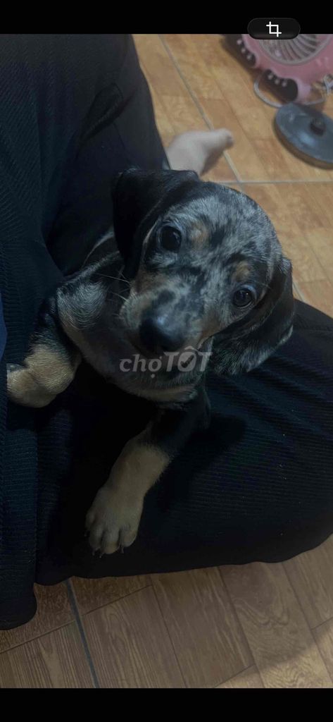 Chó Lạp xưởng đực 2 tháng. Mua bán Chó tại Quận Hoàng Mai Hà Nội được đăng bởi Tuấn Đào hình 1
