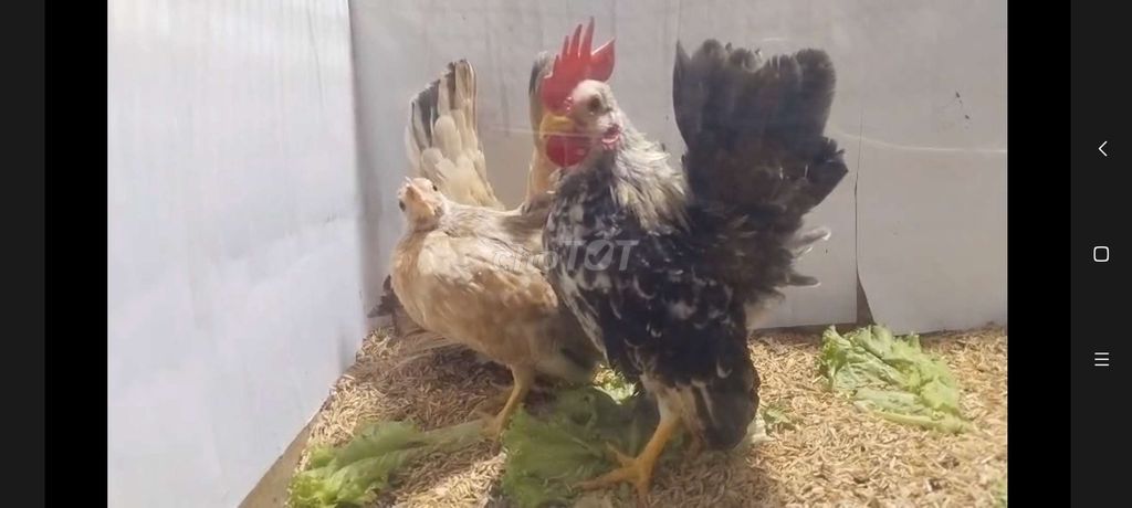 CẶP GÀ SERAMA TRỐNG ĐIỀU XÁM MÁI ĐIỀU BÔNG 27. Mua bán Gà tại Quận 8 Tp Hồ Chí Minh được đăng bởi THUẬN PHÁT SERAMA hình 3