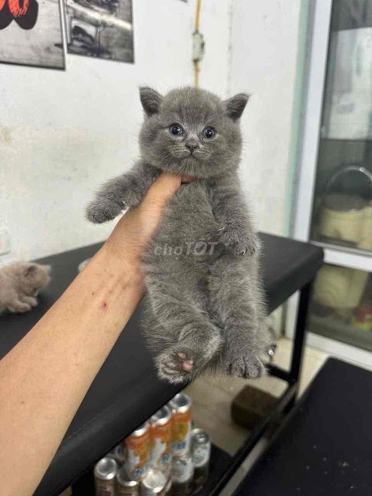 Mèo Cái Xám Mặt Bánh bao. Mua bán Mèo tại Huyện Đức Hòa Long An được đăng bởi Cục Cưng hình 1