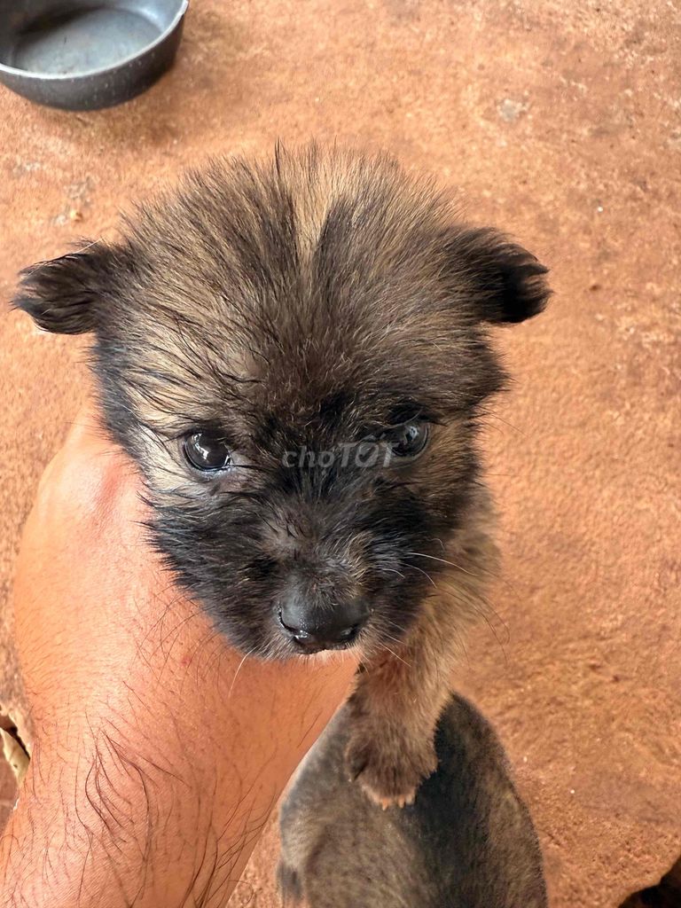 Chó Nhật lai Phốc Sóc Nâu đen. Mua bán Chó tại Thành phố Thủ Dầu Một Bình Dương được đăng bởi A An hình 1