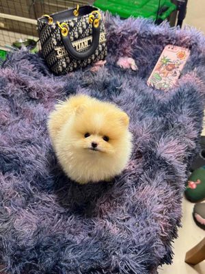 Pom Thái nhỏ, lông dày