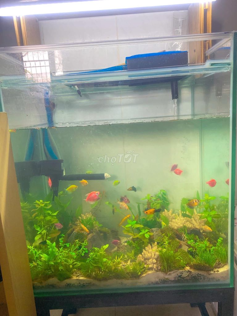 Hồ cá kính 54x33x60cm đã qua sử dụng. Mua bán Phụ kiện, Thức ăn, Dịch vụ tại Thành phố Thủ Đức Tp Hồ Chí Minh được đăng bởi Đặng hình 1