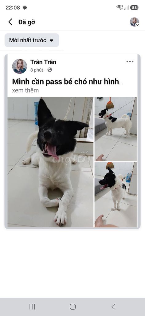 Chó Nhật lai Đực Đen trắng Tơ. Mua bán Chó tại Huyện Long Thành Đồng Nai được đăng bởi Bảo trân  hình 1