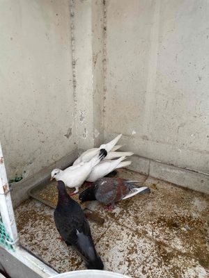 5 con như hình. Mua bán Chim tại Thành phố Thủ Đức Tp Hồ Chí Minh được đăng bởi a Hanh