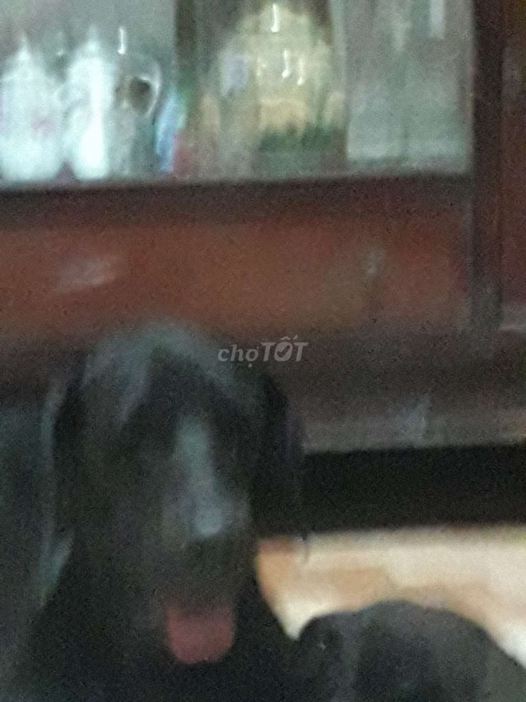 Chó Phú Quốc to đực 3 tháng. Mua bán Chó tại Quận 5 Tp Hồ Chí Minh được đăng bởi Năm Ốm hình 1