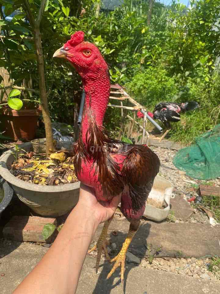 Gà chọi Tía 2.9kg. Mua bán Gà tại Huyện Krông Pắc Đắk Lắk được đăng bởi Vạn Sự Tuỳ Duyên hình 1