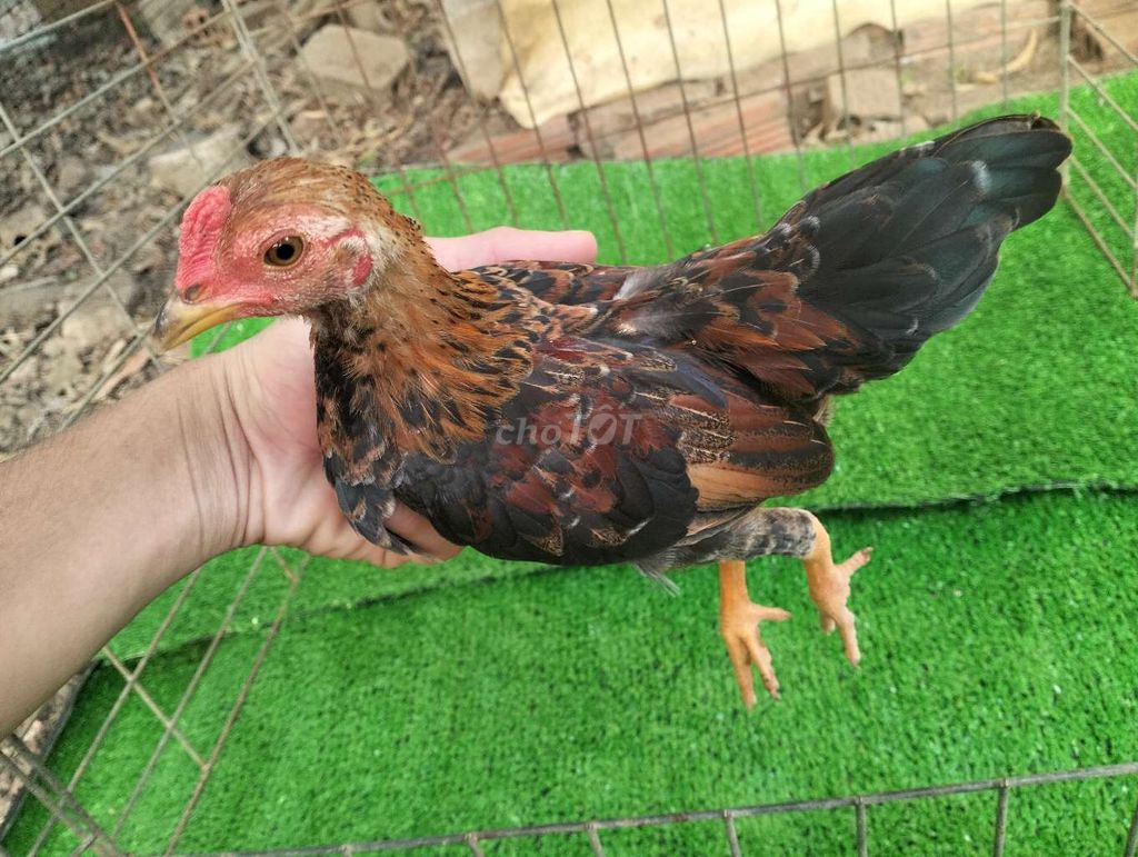 Gà Tre Bắc Cộc Chuối Lửa 4 tháng. Mua bán Gà tại Thị xã Bến Cát Bình Dương được đăng bởi Lê Chí Nguyễn hình 1