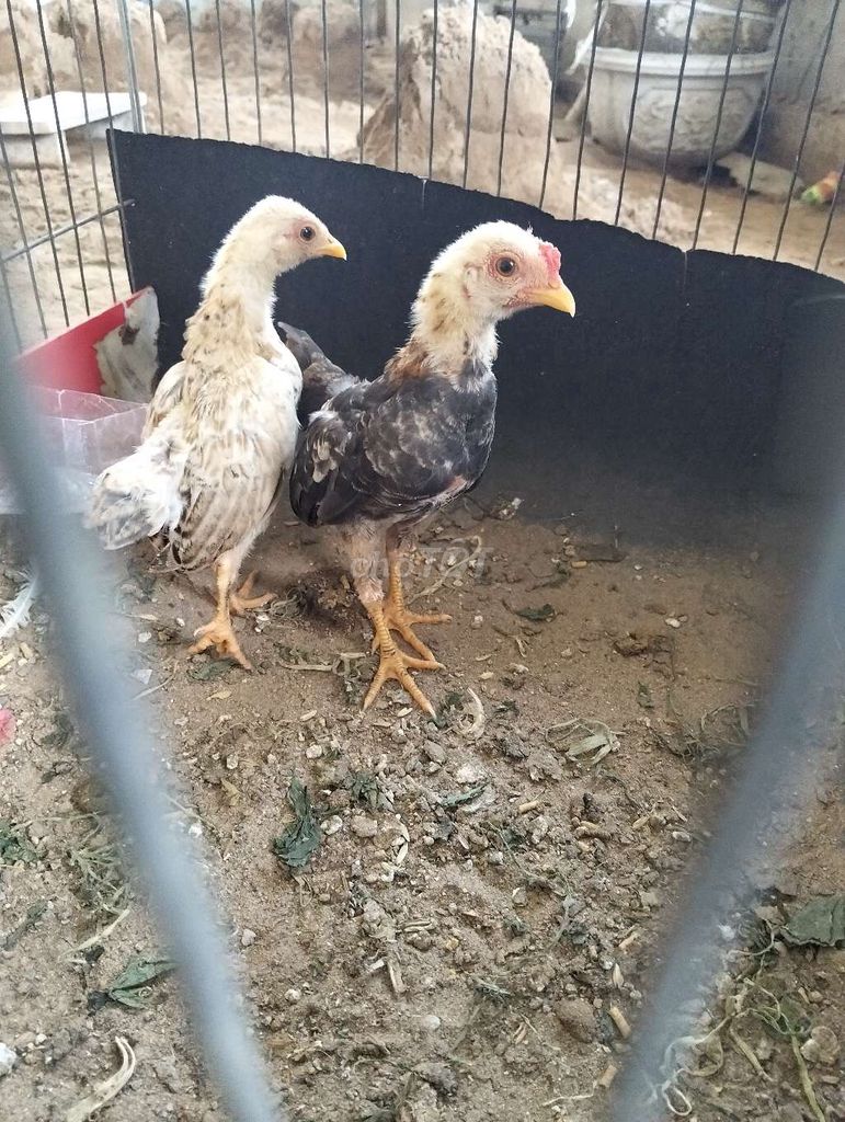 Gà tre bắc giống khỏe mạnh. Mua bán Gà tại Thị xã Bình Minh Vĩnh Long được đăng bởi hoang Nam hình 1