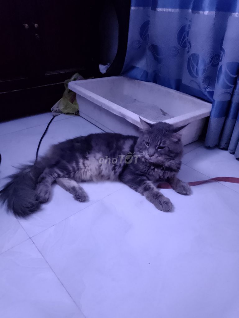 Mèo MaineCoon lai. Mua bán Mèo tại Huyện Hóc Môn Tp Hồ Chí Minh được đăng bởi Quy Le hình 5