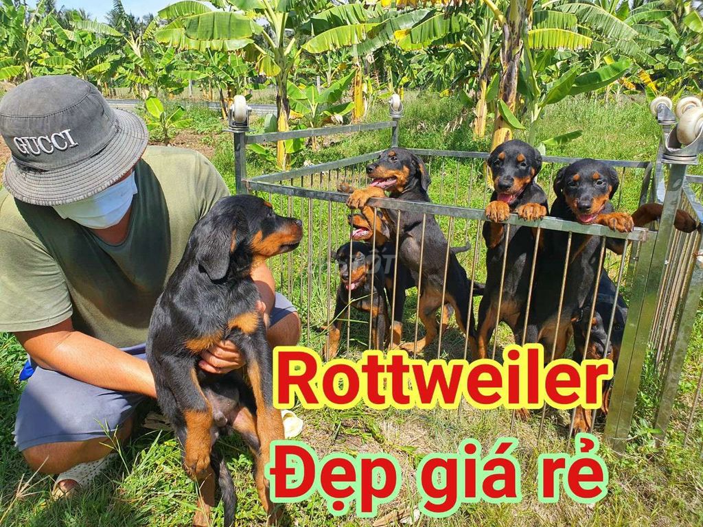 AG 500k 1kg Chó rottweiler bố nhập