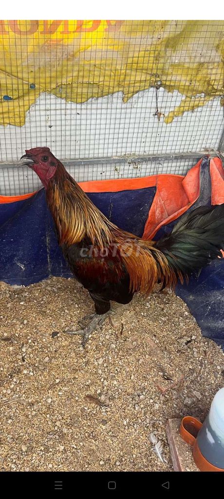 Gà Peru 2 tháng khoẻ mạnh đã vacxin. Mua bán Gà tại Quận 8 Tp Hồ Chí Minh được đăng bởi Tuấn Anh hình 1