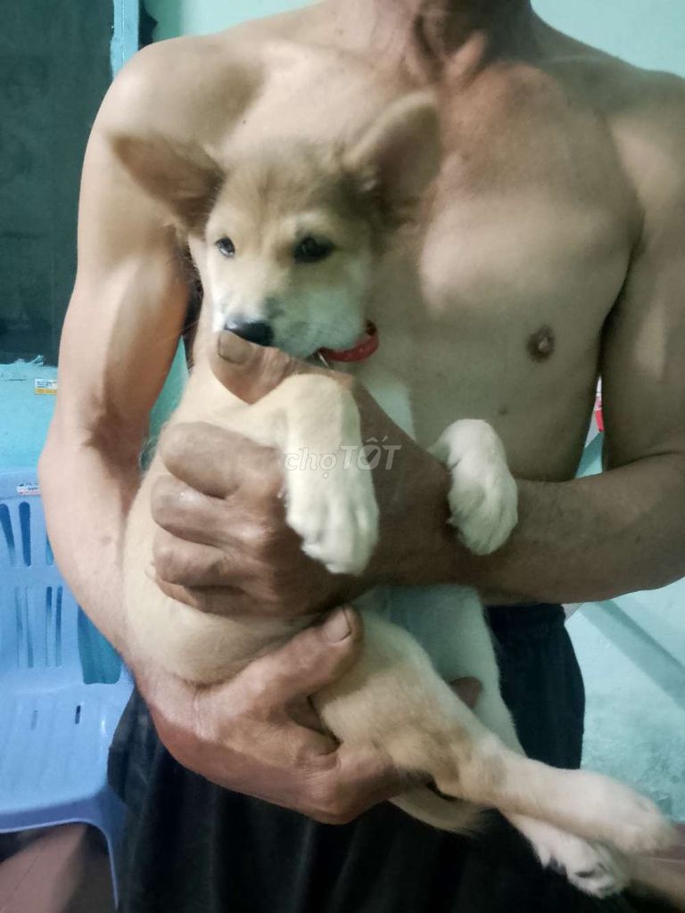 Chó Shiba lai Vàng kem. Mua bán Chó tại Thành phố Thủ Đức Tp Hồ Chí Minh được đăng bởi My Hang hình 1