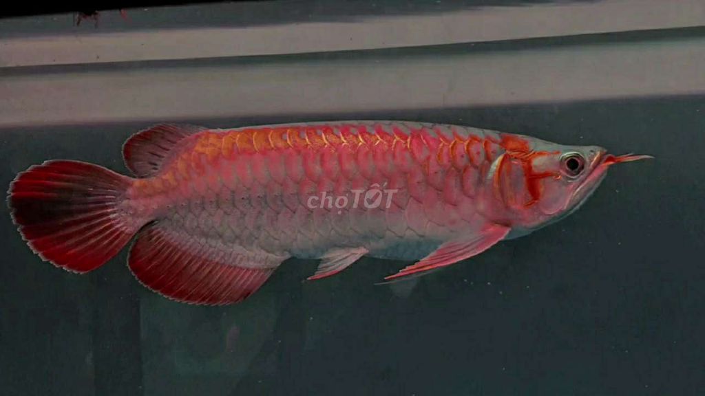 Cá rồng Huyết long đầu muỗng 35cm đẹp vip. Mua bán Thú cưng khác tại Quận 12 Tp Hồ Chí Minh được đăng bởi Thi Thi hình 1