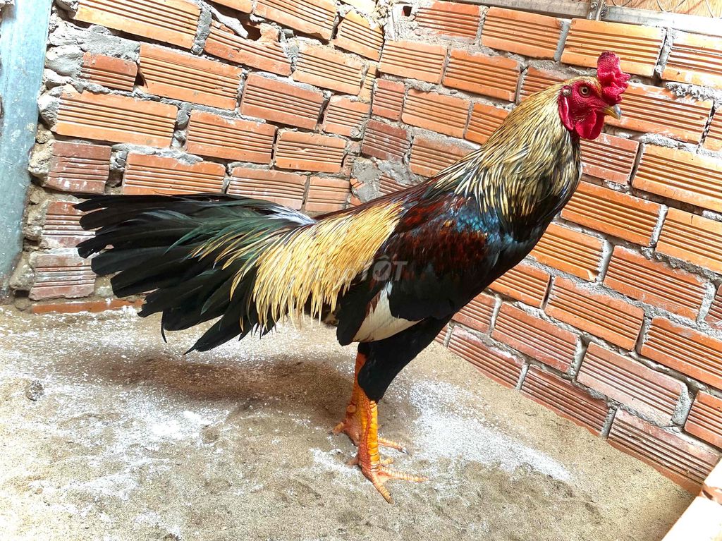 chuối chân quáy. Mua bán Gà tại Huyện Phong Điền Cần Thơ được đăng bởi mê gà nồi hình 1