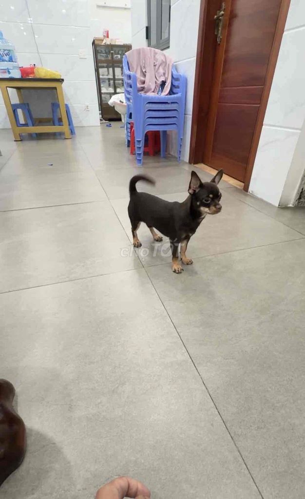 Chó Chihuahua đực 4.5 tháng. Mua bán Chó tại Quận Bình Tân Tp Hồ Chí Minh được đăng bởi duc hình 1