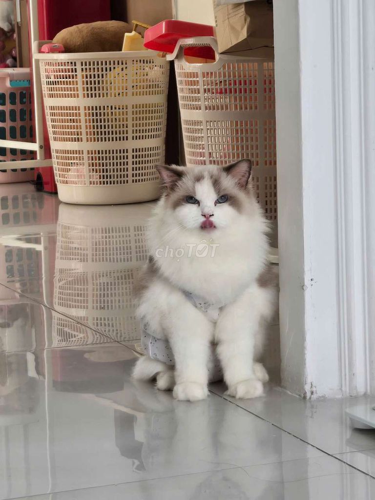 Mèo Gái Ragdoll Nhập