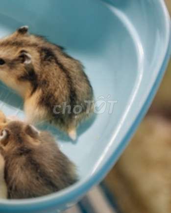 Chuột Hamster Nâu sọc. Mua bán Thú cưng khác tại Quận Đống Đa Hà Nội được đăng bởi Nhím Con hình 1
