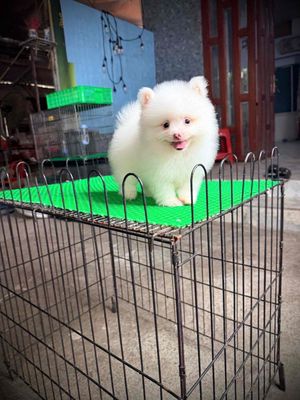 Phóc Sóc Pom 60 ngày tuổi