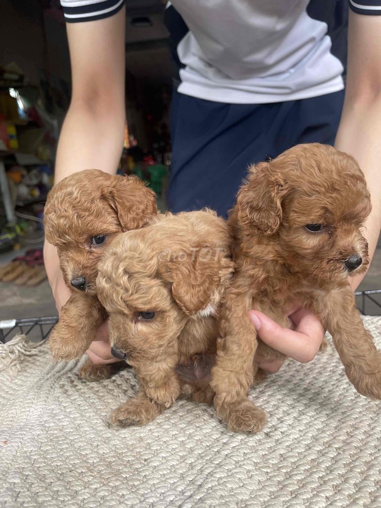 Cần bán mấy bé chó poodle nhà đẻ.