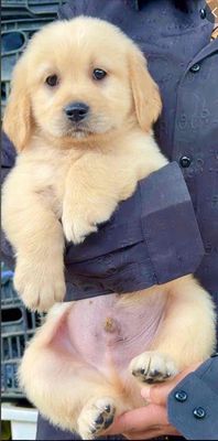 Chó Golden Vàng