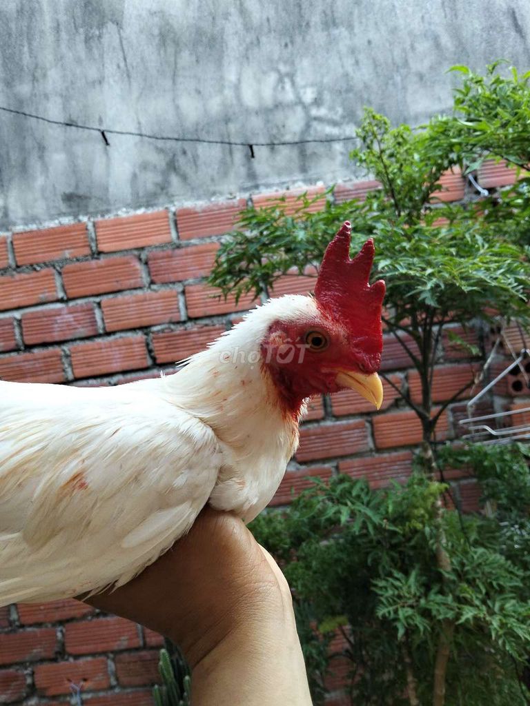 Gà nhạn cộc 13 tháng có cựa đẹp. Mua bán Gà tại Thành phố Vũng Tàu Bà Rịa - Vũng Tàu được đăng bởi GÀ TRE BẮC 72 VT hình 1
