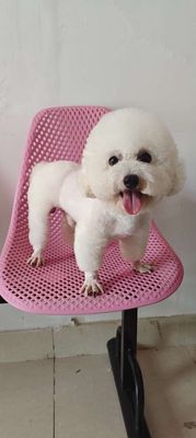 Poodle lai Bichon. Mua bán Chó tại Huyện Xuân Lộc Đồng Nai được đăng bởi Sơn