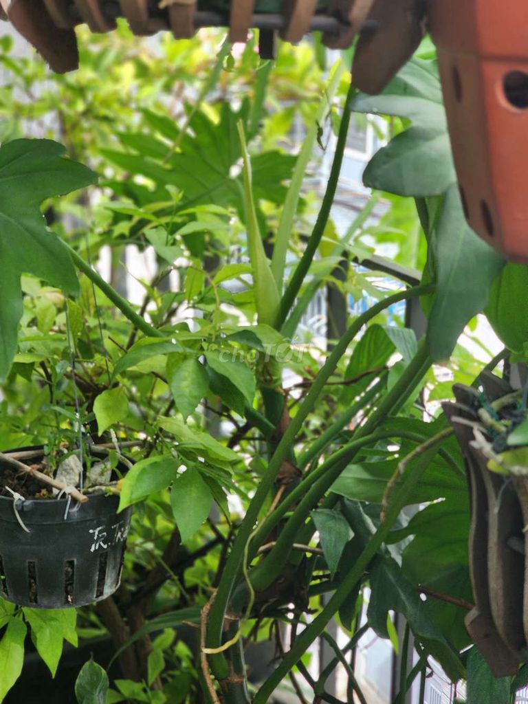 Cây cảnh Trầu bà rồng lá xẻ xanh lá. Mua bán Cây cảnh, đồ trang trí tại Quận Gò Vấp Tp Hồ Chí Minh được đăng bởi Hoàng Liên hình 1