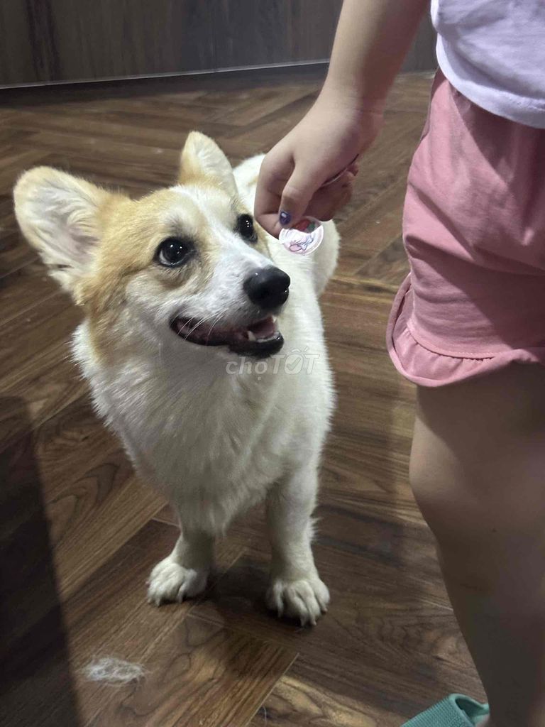 Chó Corgi trắng vàng trẻ trung, 1 tuổi đang salo. Mua bán Chó tại Quận Ba Đình Hà Nội được đăng bởi Tiểu Anh hình 4