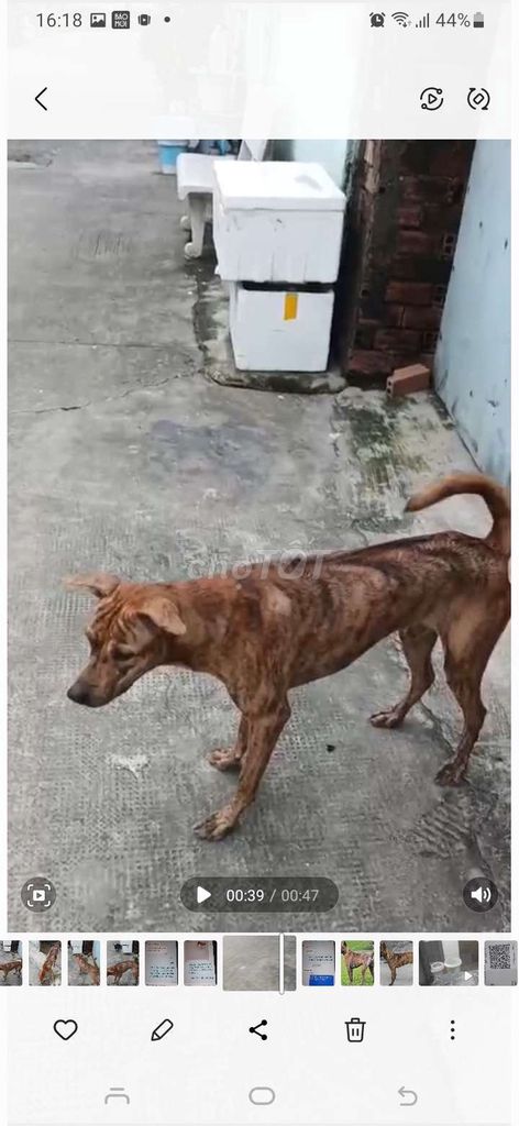 Chó Phú Quốc vằn hổ 1 năm tuổi bán gúa rẻ. Mua bán Chó tại Huyện Hóc Môn Tp Hồ Chí Minh được đăng bởi Ttp Printers hình 1