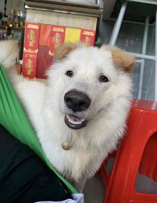 Chó Bắc Hà. Mua bán Chó tại Thành phố Cà Mau Cà Mau được đăng bởi nguyen thanh trung