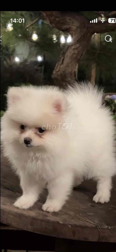phóc sóc hàng Pom. Mua bán Chó tại Quận Ngô Quyền Hải Phòng được đăng bởi Mai hình 1