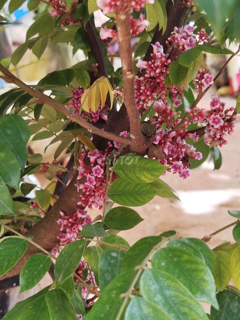 Cây khế 150cm khoẻ. Mua bán Cây cảnh, đồ trang trí tại Quận Hoàng Mai Hà Nội được đăng bởi Nguyễn Minh Thoa hình 1