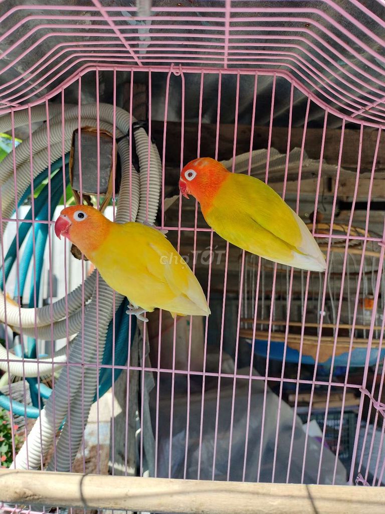 Cặp vet lovebirds lutino falow ghép sinh sản