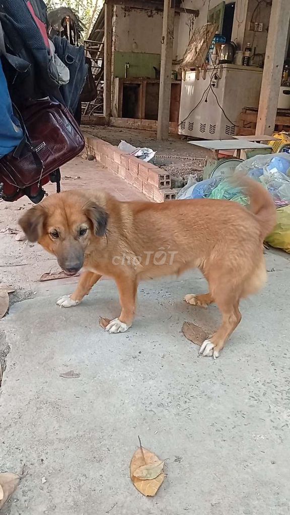 Chó Tứ Túc Hoa Mai + Tứ Túc Huyền Đề luôn. Mua bán Chó tại Huyện Củ Chi Tp Hồ Chí Minh được đăng bởi Nguyễn Huy hình 1