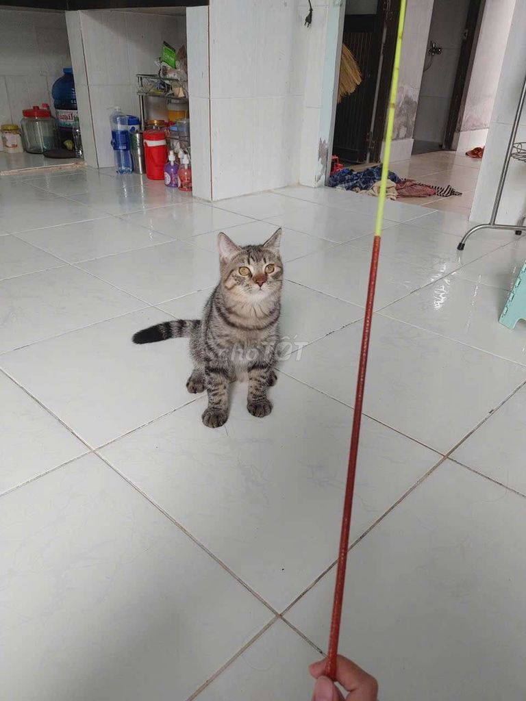 Mèo xám vằn lai. Mua bán Mèo tại Thành phố Bà Rịa Bà Rịa - Vũng Tàu được đăng bởi Phúc Thành hình 1